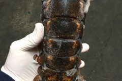 24oz Lobster Tail